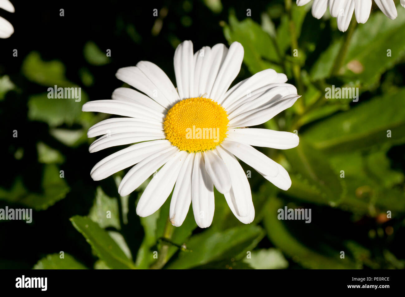 Daisy comune, aka Oxeye daisy, Margherita occhio di bue (Leucanthemum vulgare) - USA Foto Stock