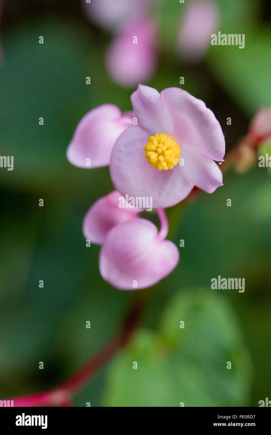 Hardy Begonia fiori (Begonia grandis) - USA Foto Stock