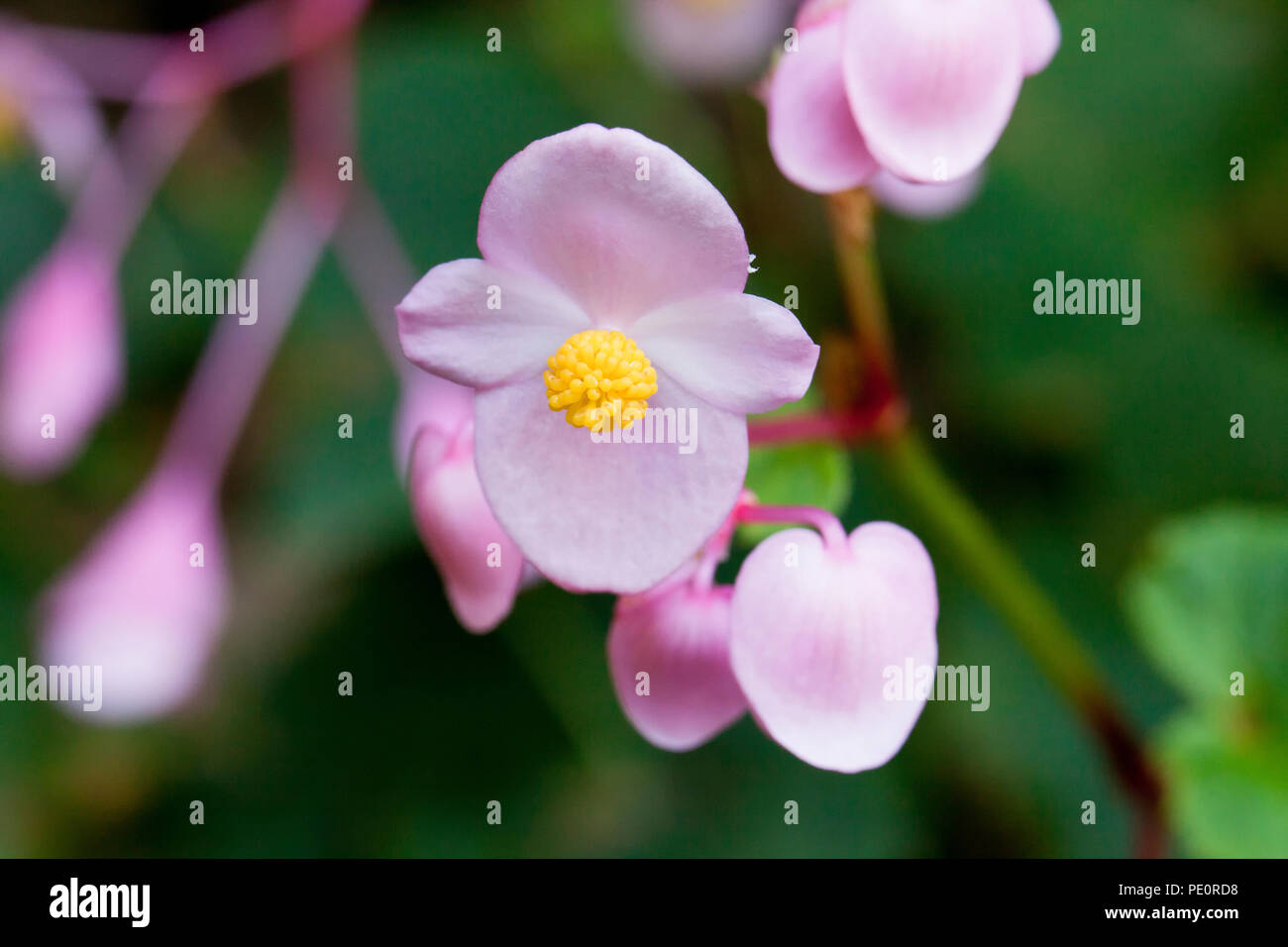 Hardy Begonia fiori (Begonia grandis) - USA Foto Stock