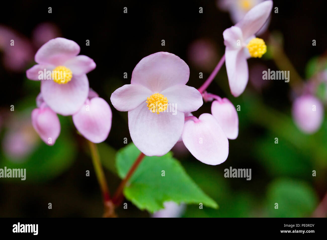Hardy Begonia fiori (Begonia grandis) - USA Foto Stock