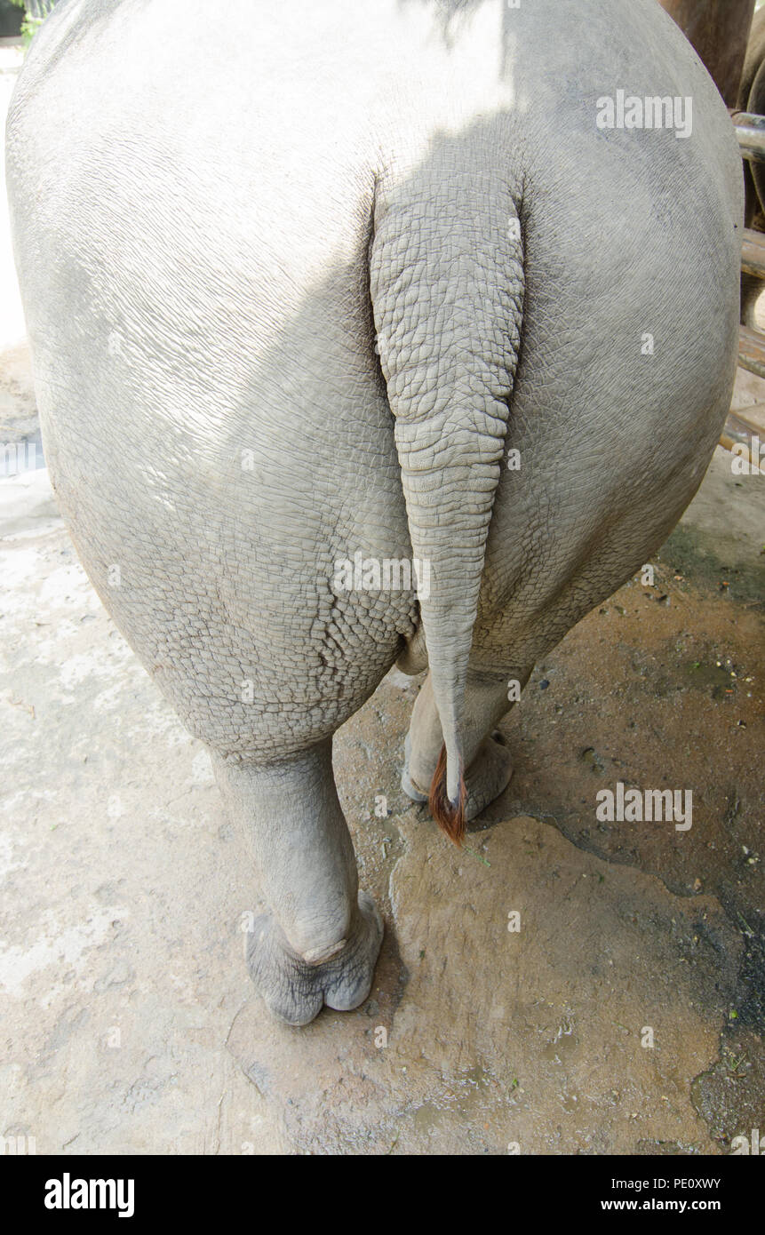 Rhinoceros giacente sul campo erboso al parco Thai. Foto Stock