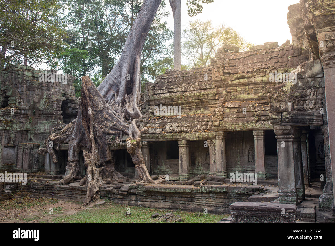 Big tree root si combinano con pietre antiche balcone a Preah Khan la pietra nel tempio di Angkor world heritage , Siem Reap , Cambogia Foto Stock