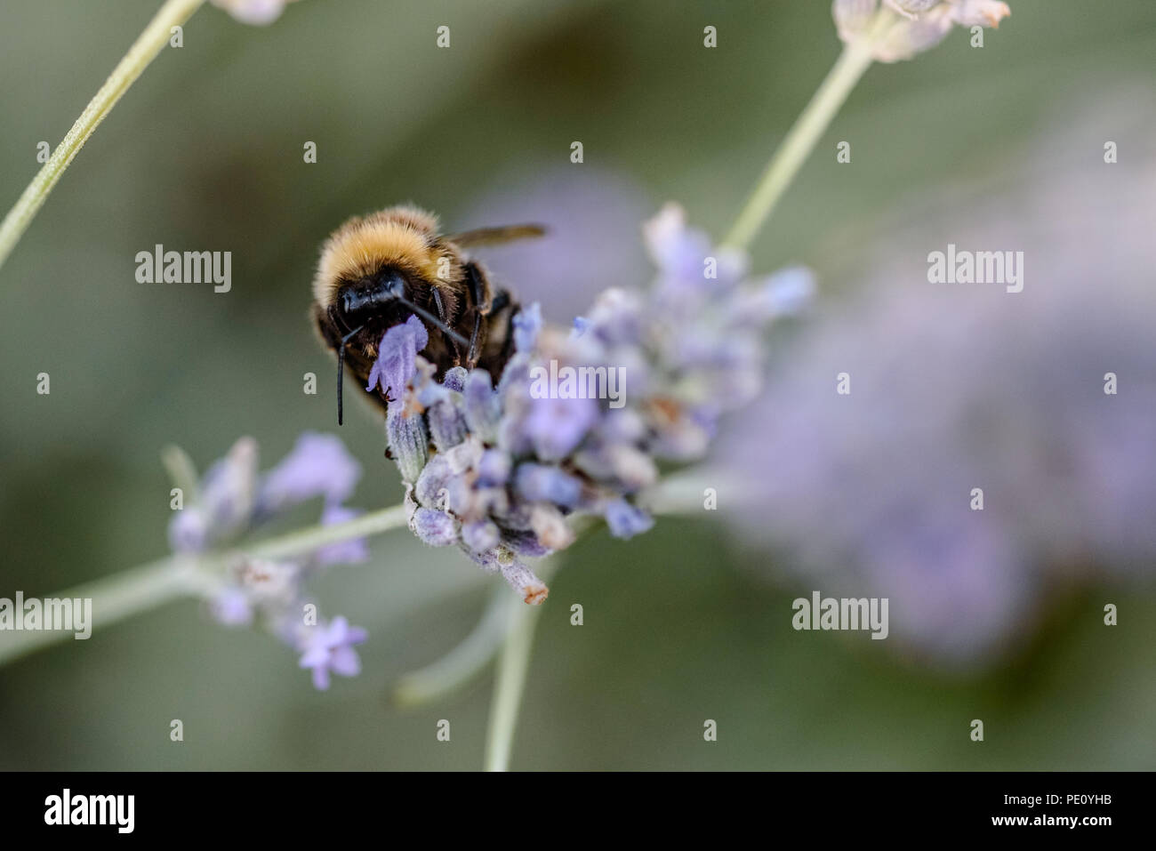 Api lavanda impollinatori Foto Stock