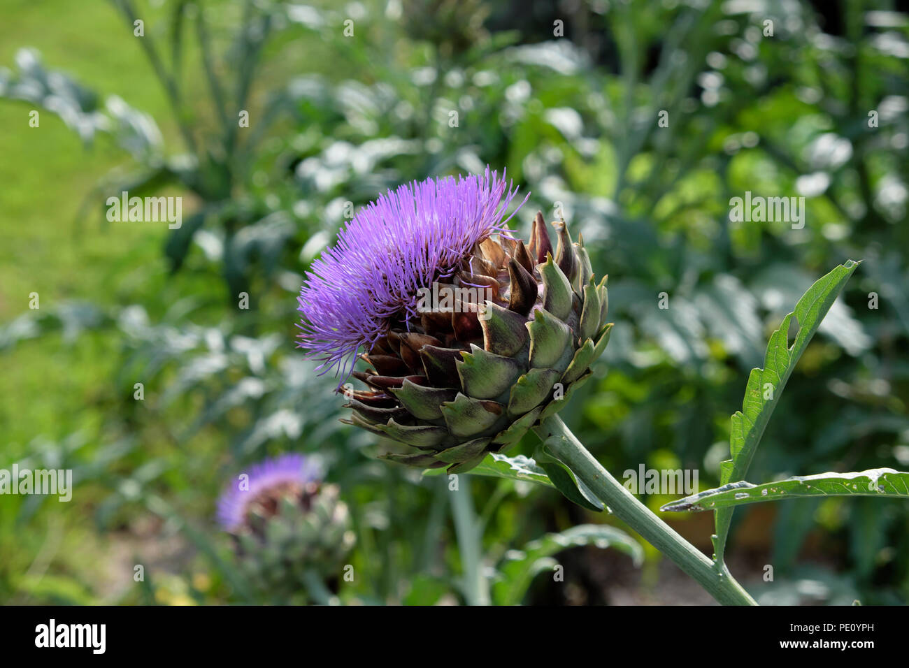 Testa di seme viola di globo carciofo fiore Cynara scolymus che cresce in un orto biologico nel Galles occidentale Regno Unito Gran Bretagna KATHY DEWITT Foto Stock