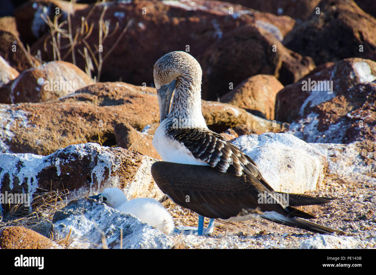 Adulto blu-footed booby stand vegli su di soffice bianco vecchio mese pulcino. Foto Stock