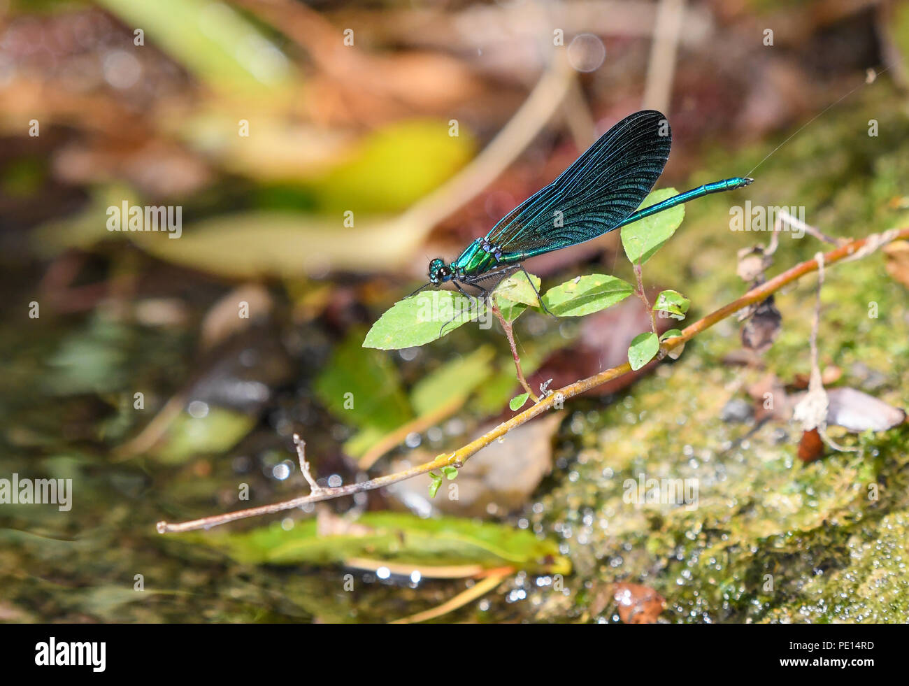 Maschio di belle demoiselle dragonfly appollaiato su un ramoscello dal fiume Foto Stock