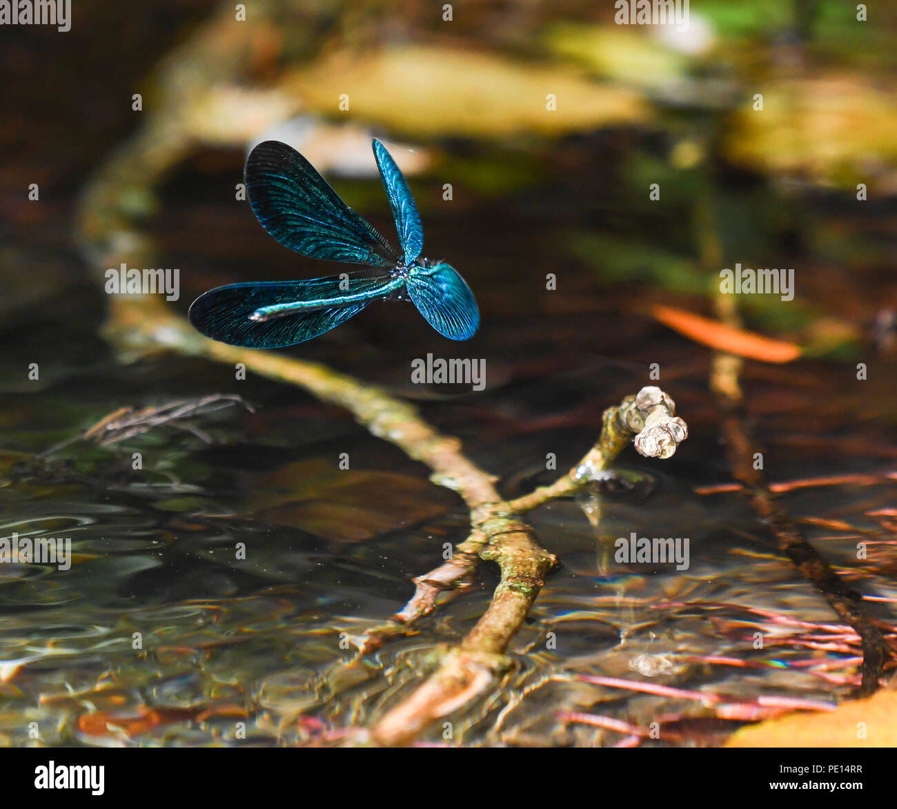 Maschio di belle demoiselle libellula in volo sopra il fiume Foto Stock