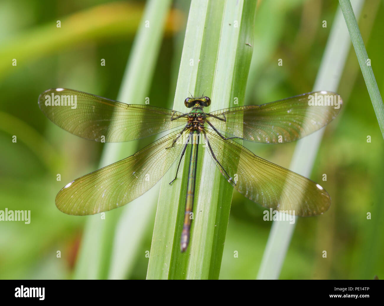 Close-up di donne belle demoiselle dragonfly appollaiato su un reed Foto Stock