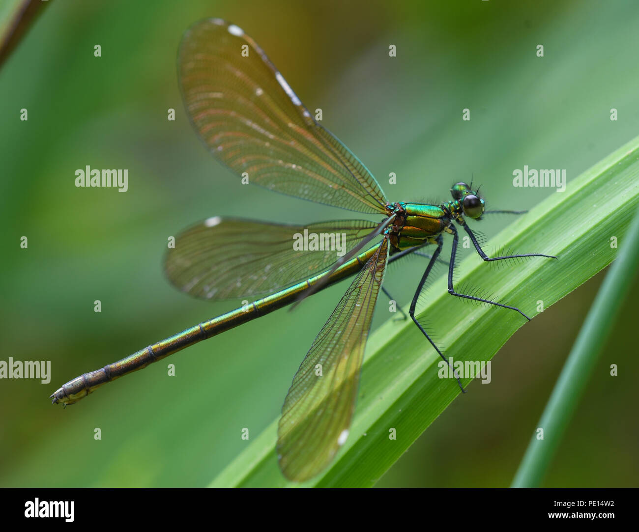 Close-up di donne belle demoiselle dragonfly appollaiato su un reed Foto Stock