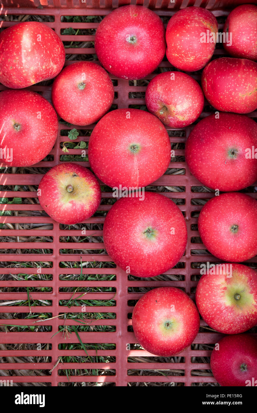 Malus domestica "Rosetta" Raccolte le mele rosse in un vassoio di plastica. Regno Unito Foto Stock