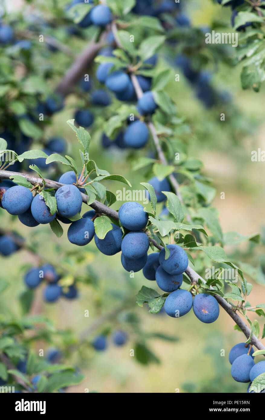 Prunus insititia 'Farleigh Damson'. Damson ' Farleigh Damson" frutti sulla struttura ad albero Foto Stock