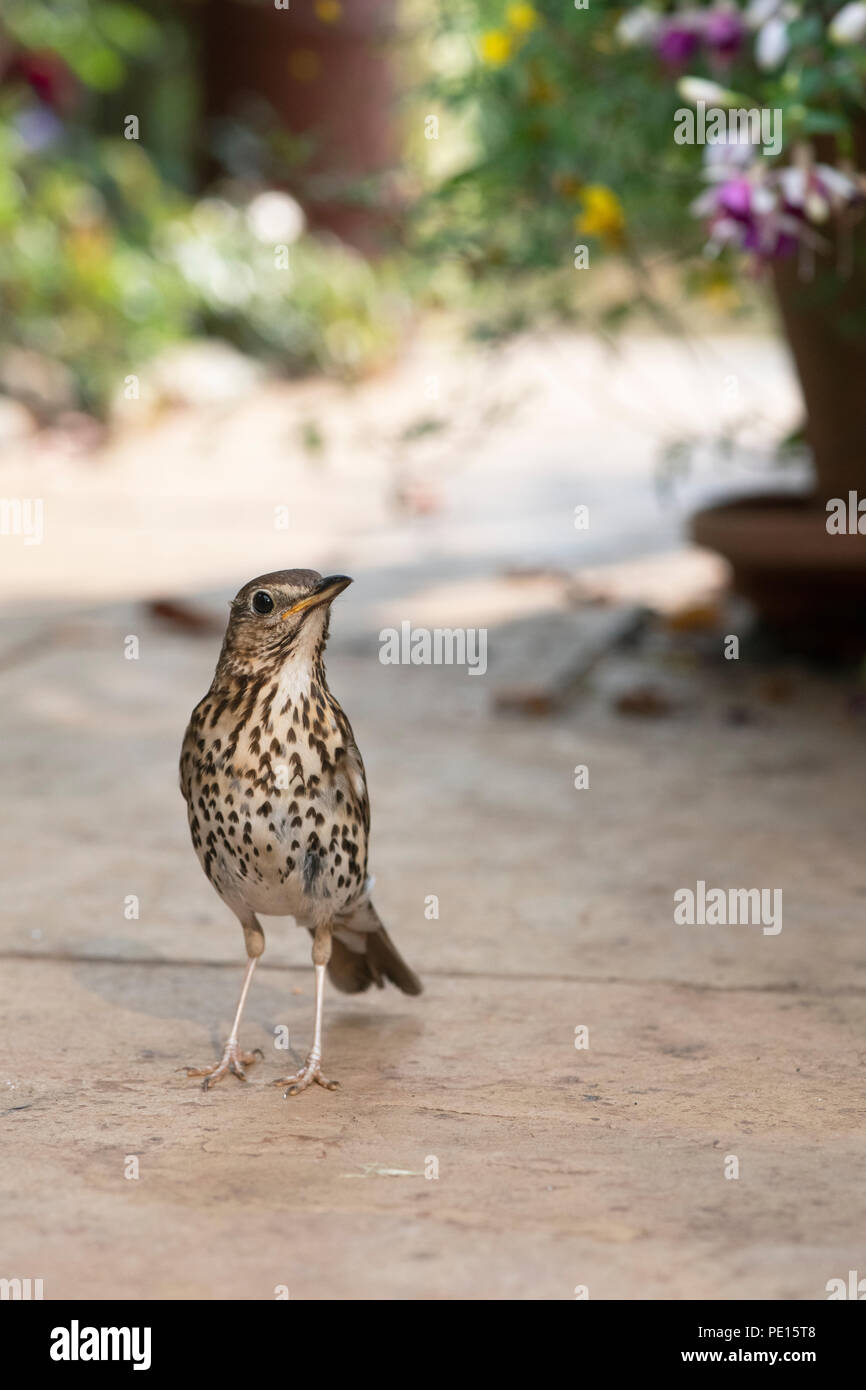 Turdus philomelos. Tordo bottaccio sul percorso del giardino. Regno Unito Foto Stock