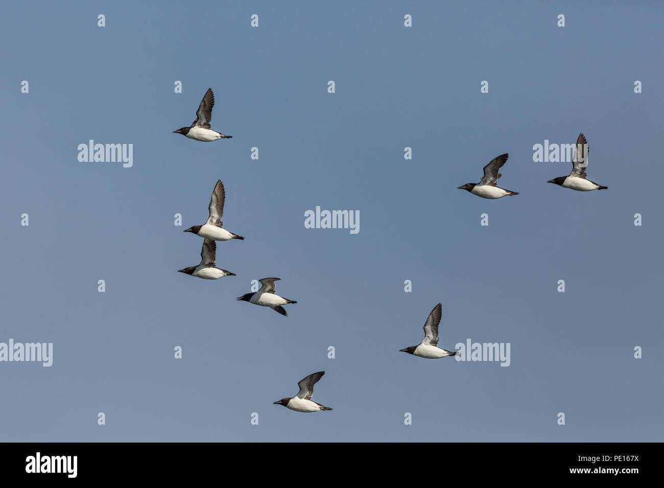 Più naturale di spessore volanti fatturati murre uccelli (Uria lomvia), cielo blu, il sole Foto Stock