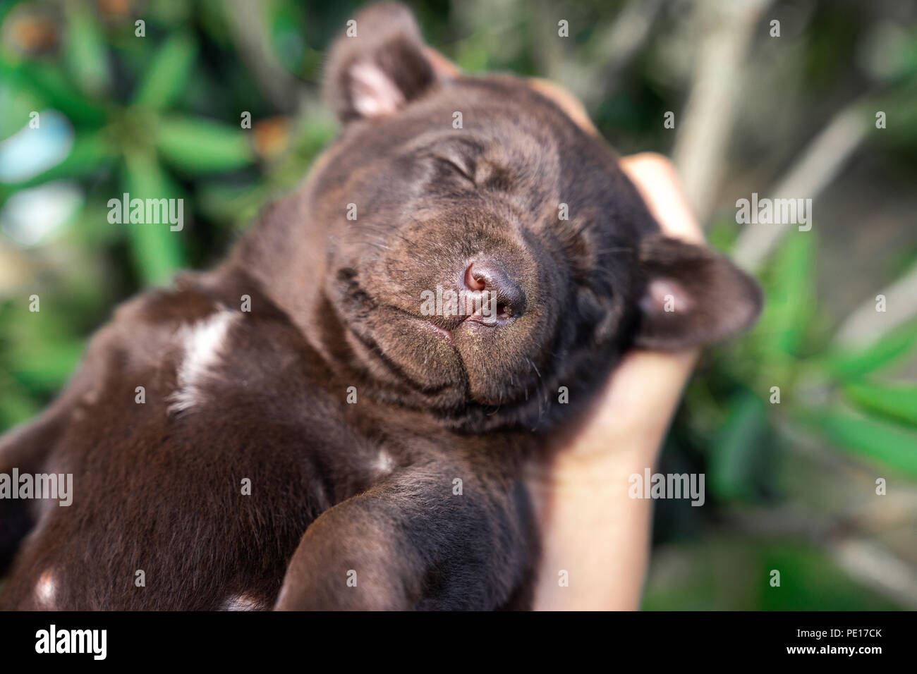 Giovani simpatico Labrador retriever cane cucciolo pet Foto Stock