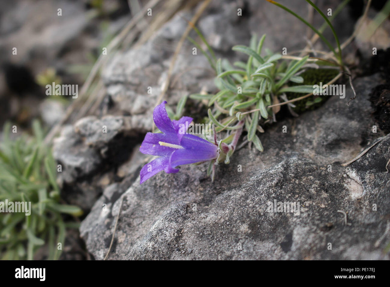 Fiori viola di Edraianthus sulla roccia al vertice Piribeg di Sharr montagne in Kosovo, Serbia Foto Stock