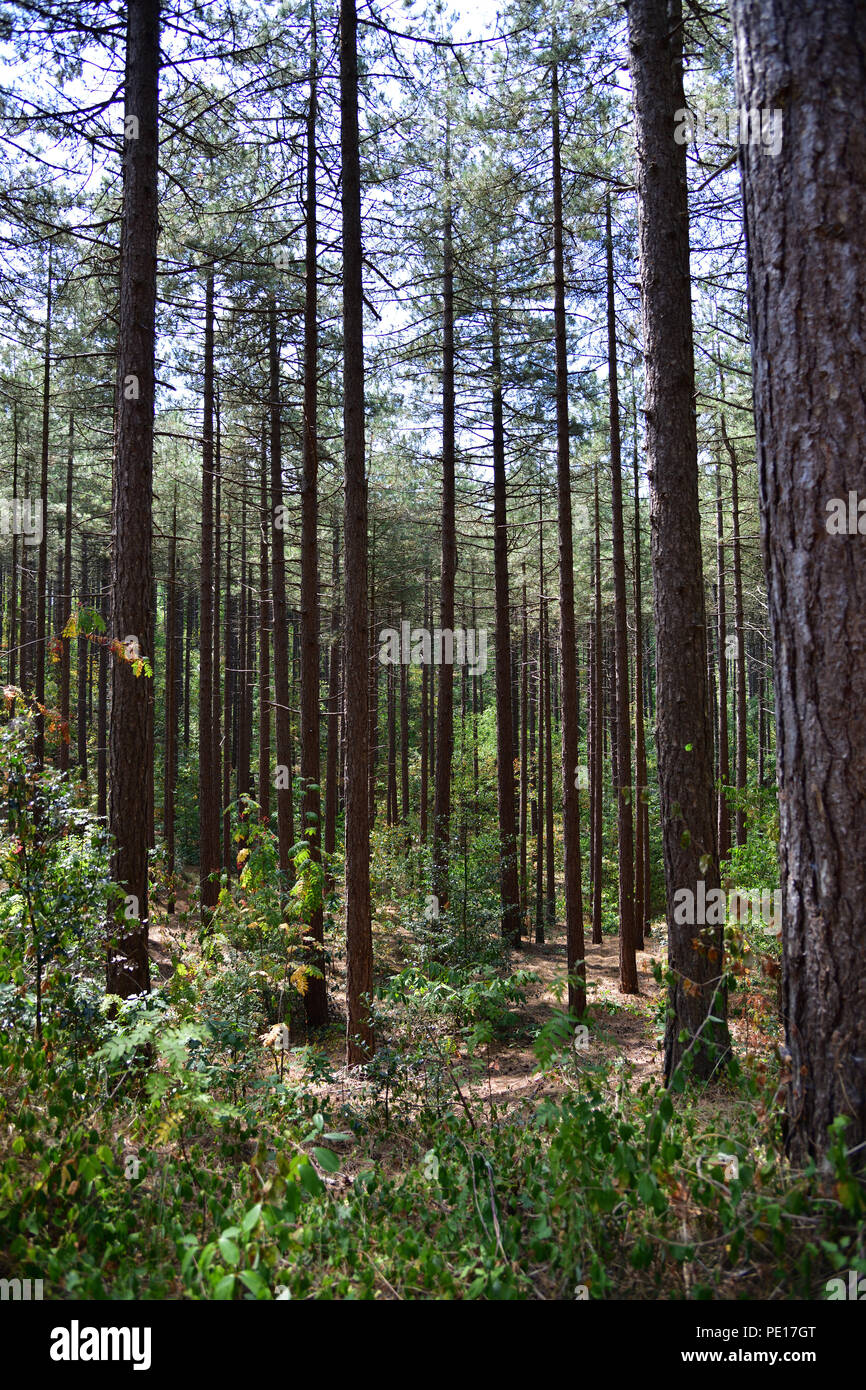 Alberi di pino nella foresta di Dune Foto Stock