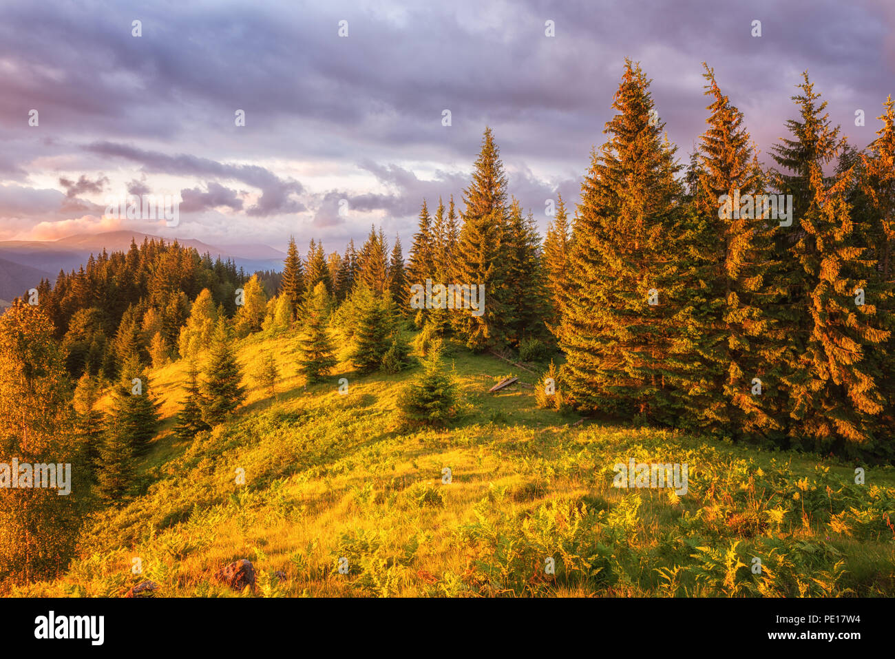 Bel tramonto in montagna, collina soleggiata con alberi di Natale e il colore del cielo estivo, paesaggio, dei Carpazi Riserva della Biosfera Foto Stock