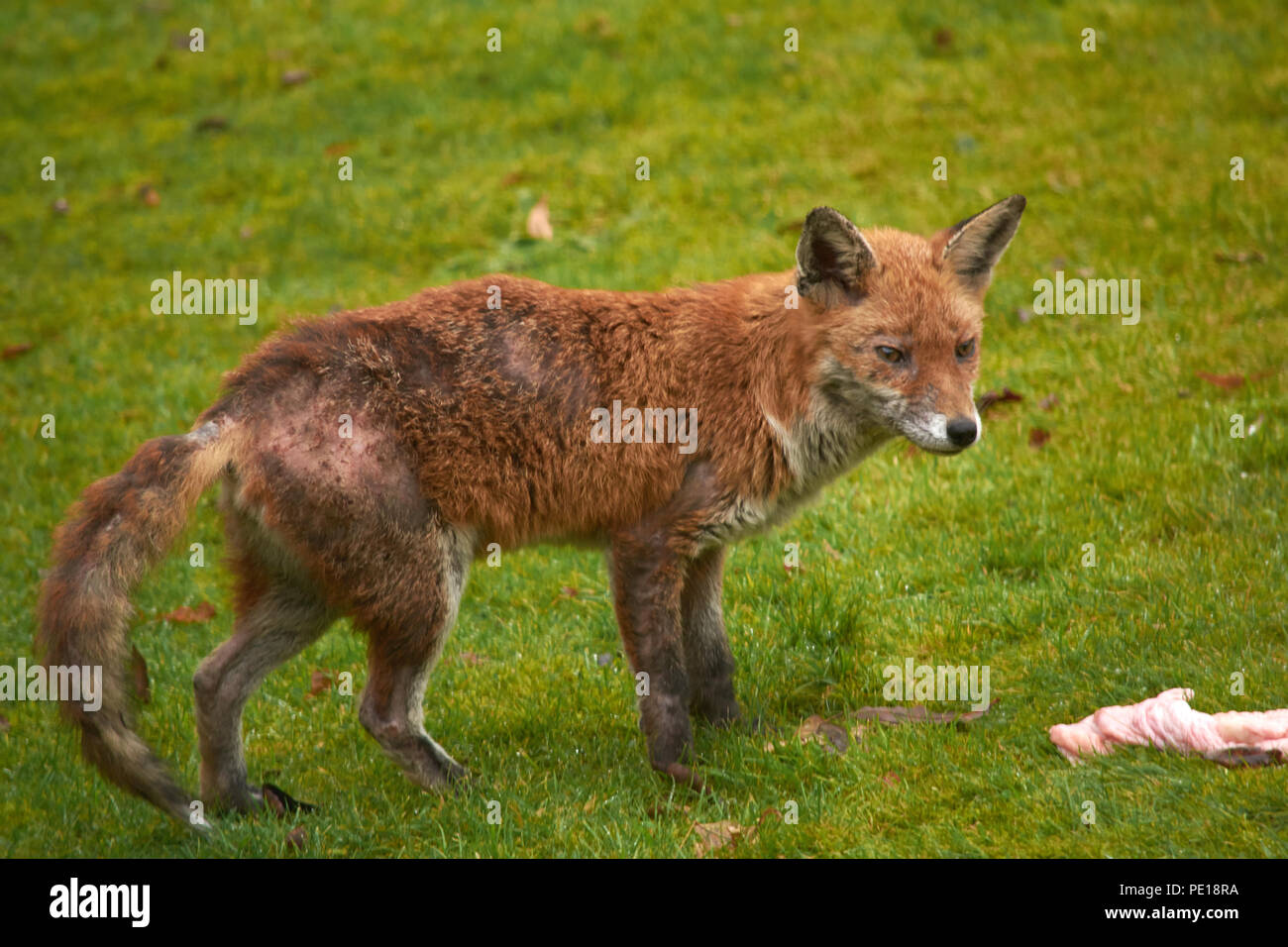 Urban wild fox nel giardino sul retro, fox, gli animali malati, animale selvatico, fox con il problema della pelle, e affamato fox Foto Stock