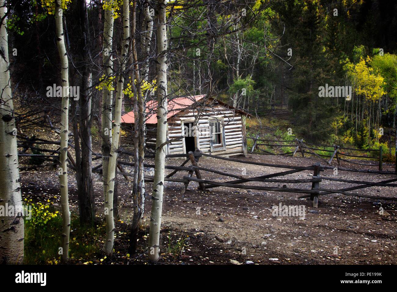 Vita di cabina: questa apparentemente abbandonato la cabina è annidato nel profondo del bosco in prossimità di Bonanza, Colorado. Foto Stock