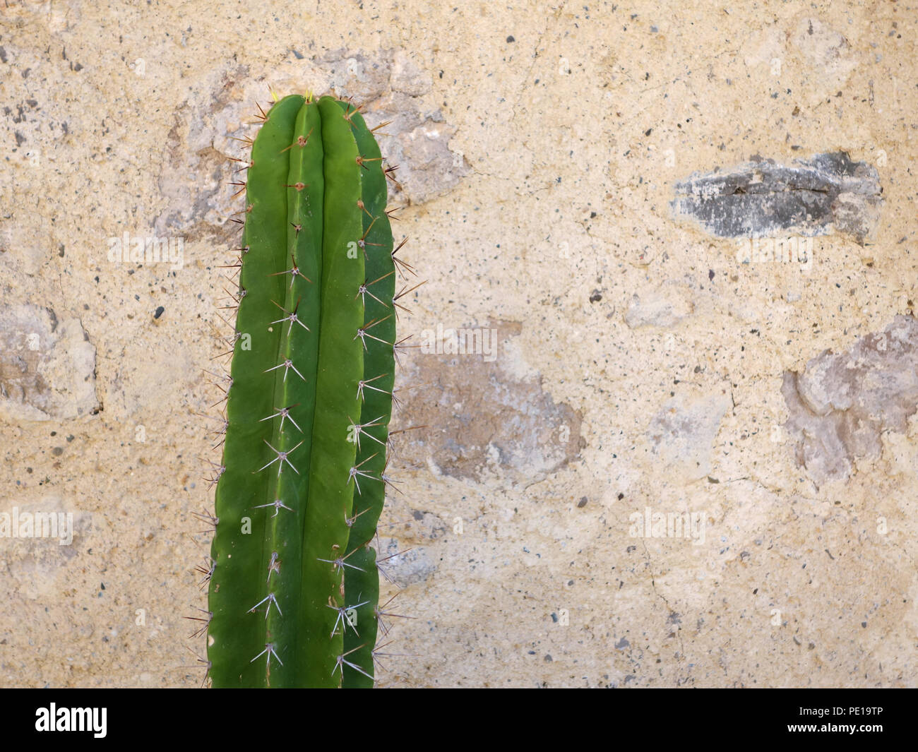 1 metro di altezza di cactus (macrogonus macrogona Echinopsis) contro la parete piana in Cessenon-sur-Orb, Francia Foto Stock
