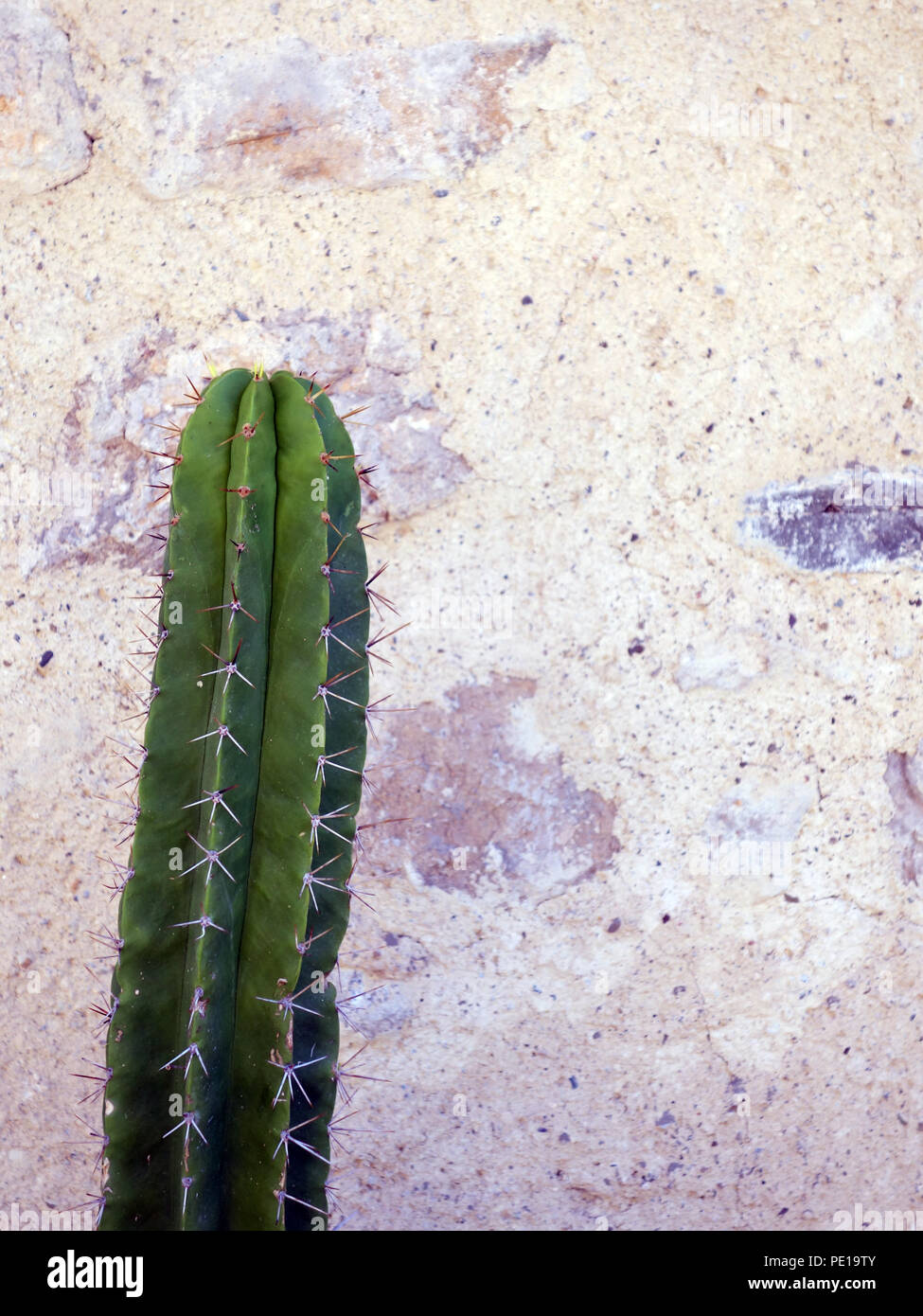 1 metro di altezza di cactus (macrogonus macrogona Echinopsis) contro la parete piana in Cessenon-sur-Orb, Francia Foto Stock