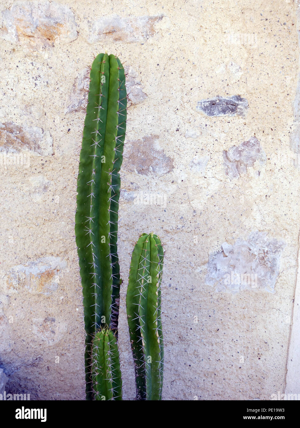 1 metro di altezza di cactus (macrogonus macrogona Echinopsis) contro la parete piana in Cessenon-sur-Orb, Francia Foto Stock