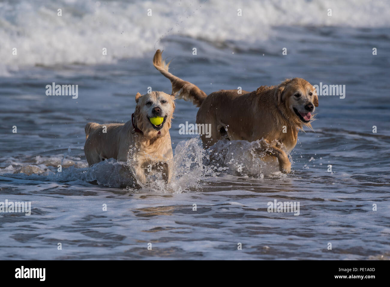 Golden Retriever emergenti dall'oceano con spruzzi come uno sorrisi con presentazione della palla da tennis in bocca. Foto Stock