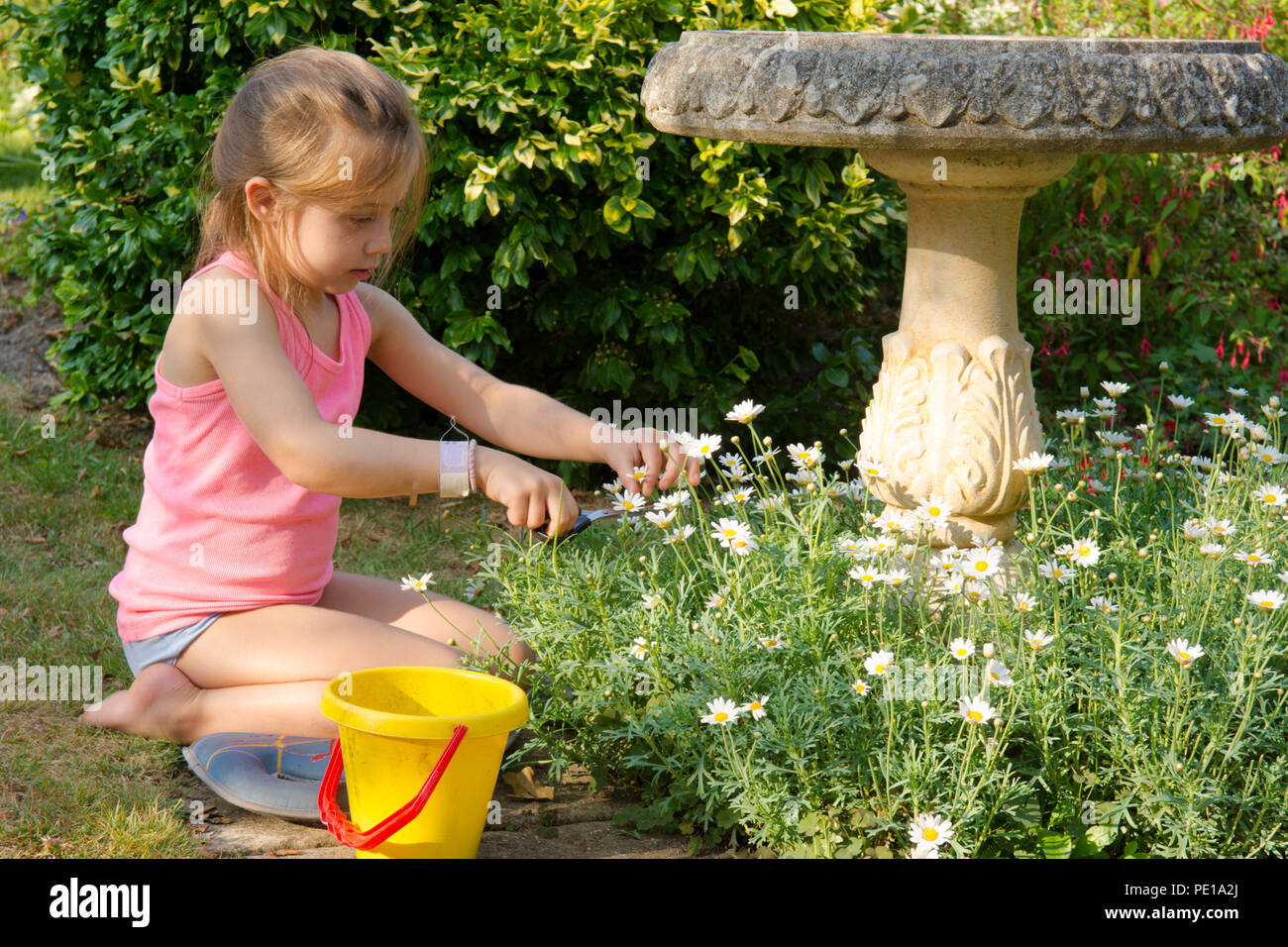 Ragazza giovane bambino taglio giardinaggio fiori morti, morti voce, margherite, forbici, cinque anni, UK estate. Foto Stock