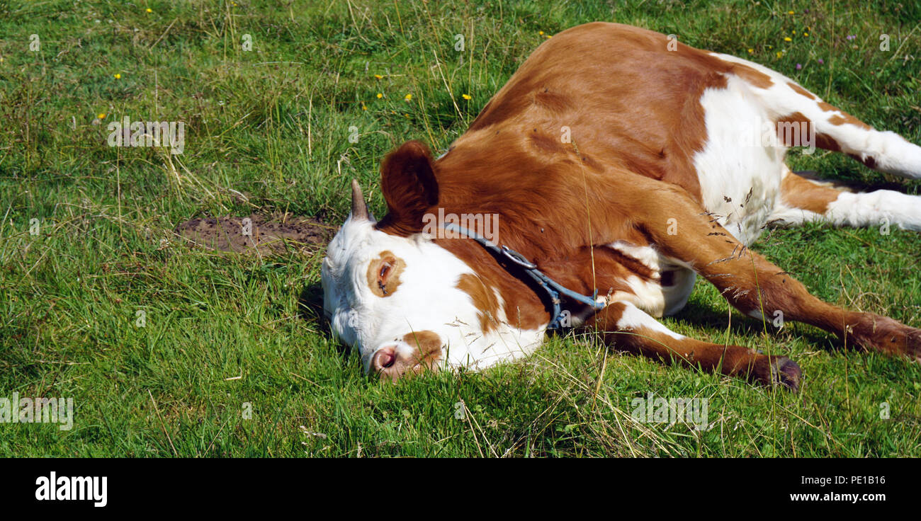A pelo bianco marrone vacca a prato Foto Stock