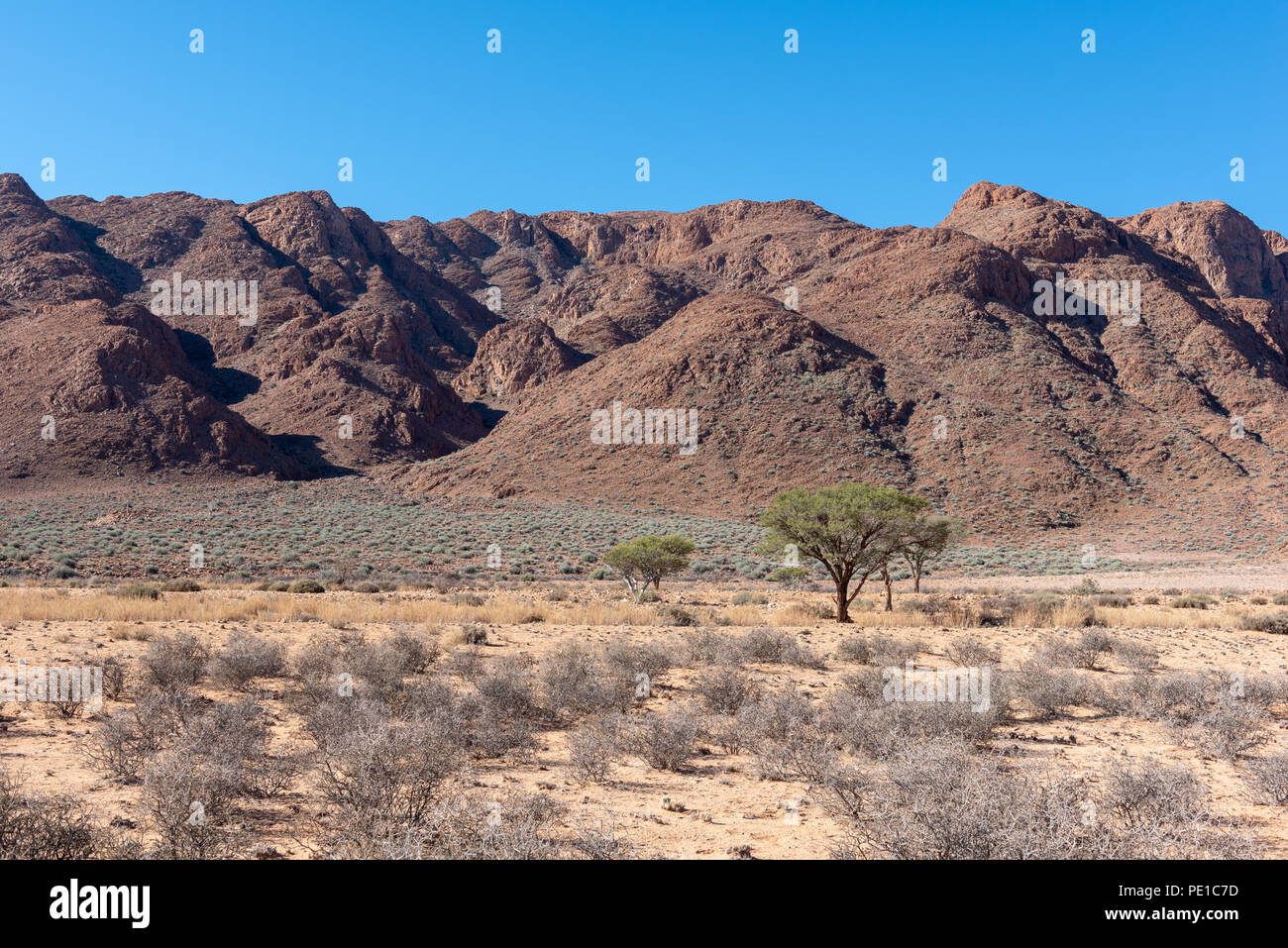 Savana secca con green Thorn trees con le montagne sullo sfondo, Namibia Foto Stock
