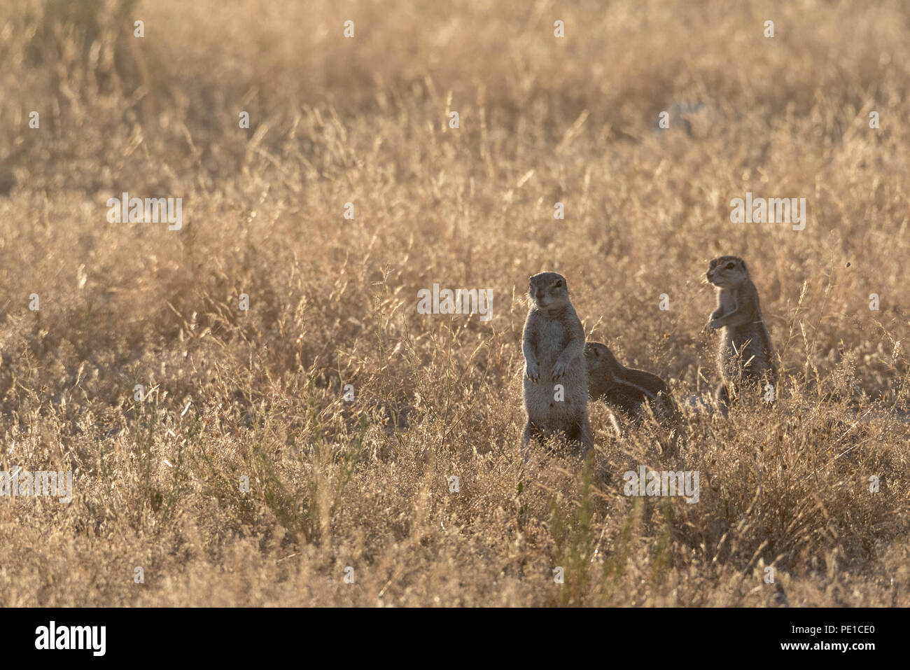 Famiglia di scoiattolo di terra in piedi in campo nuovamente accesa Foto Stock