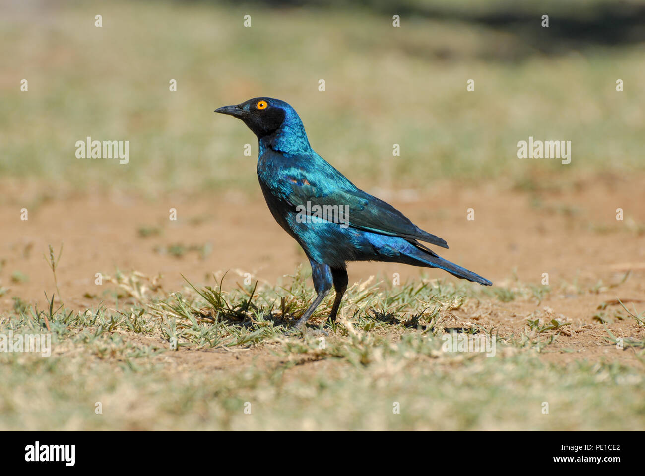 Capo lucida starling permanente sulla erba cercando Foto Stock