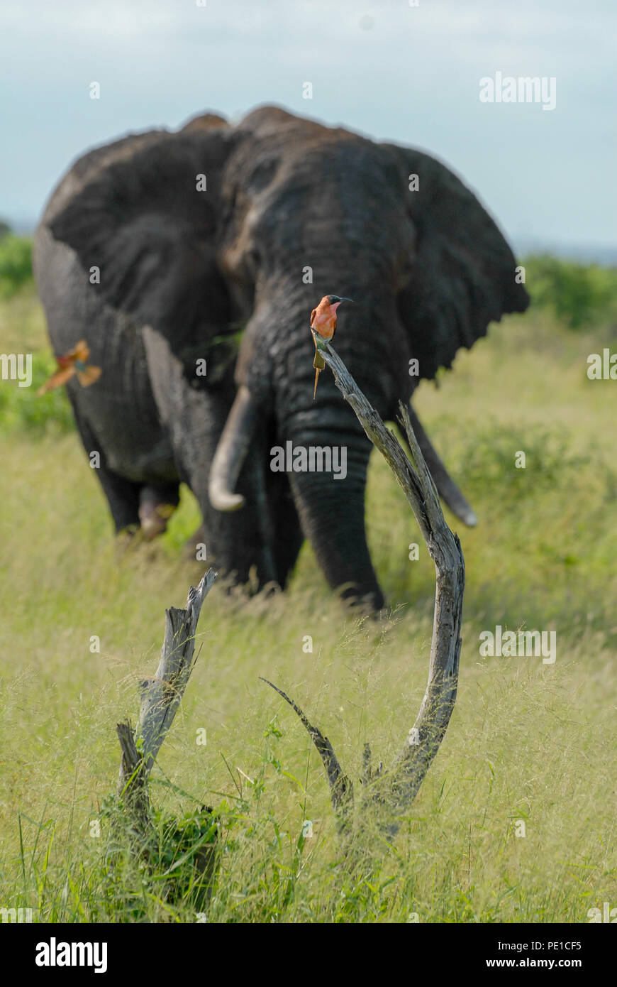 Southern carmine gruccione uccello sul ramo con grande elefante bull in background, il Parco Nazionale Kruger, Sud Africa Foto Stock