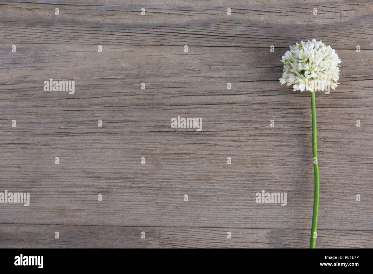 Aglio selvatico fiore bianco sul vecchio grunge sfondo di legno. Vista dall'alto. In stile minimalista mockup. Foto Stock