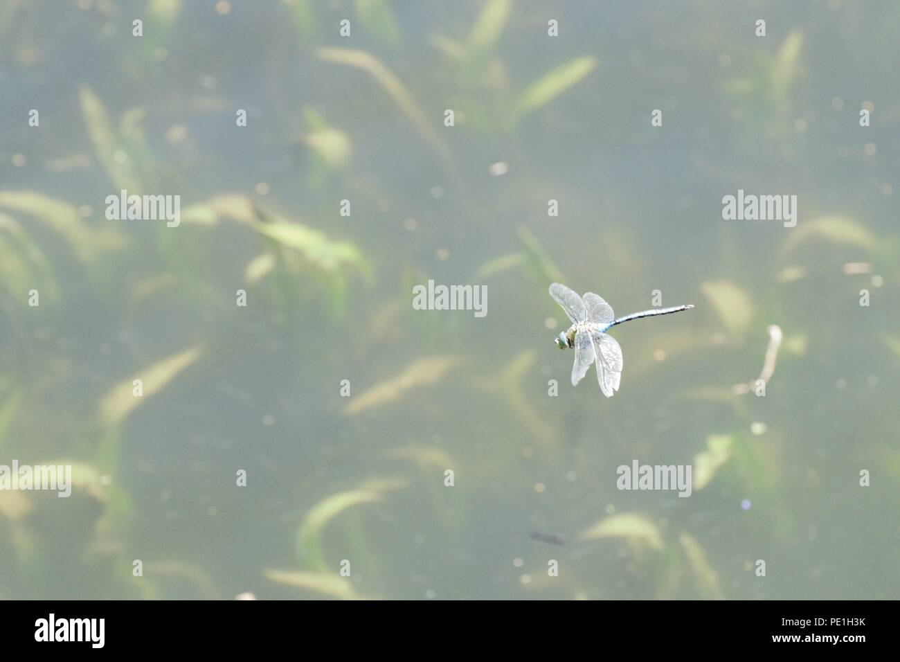 Il Marinaio Jolley Saltford Foto Stock