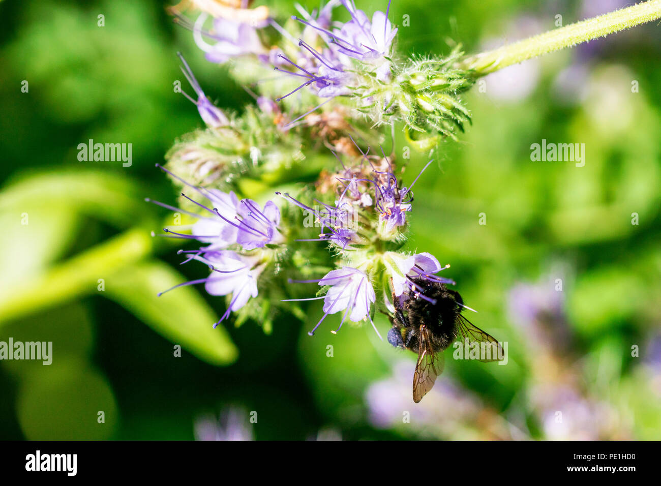 Hummel beim Nektar und Sammeln polline. Foto Stock