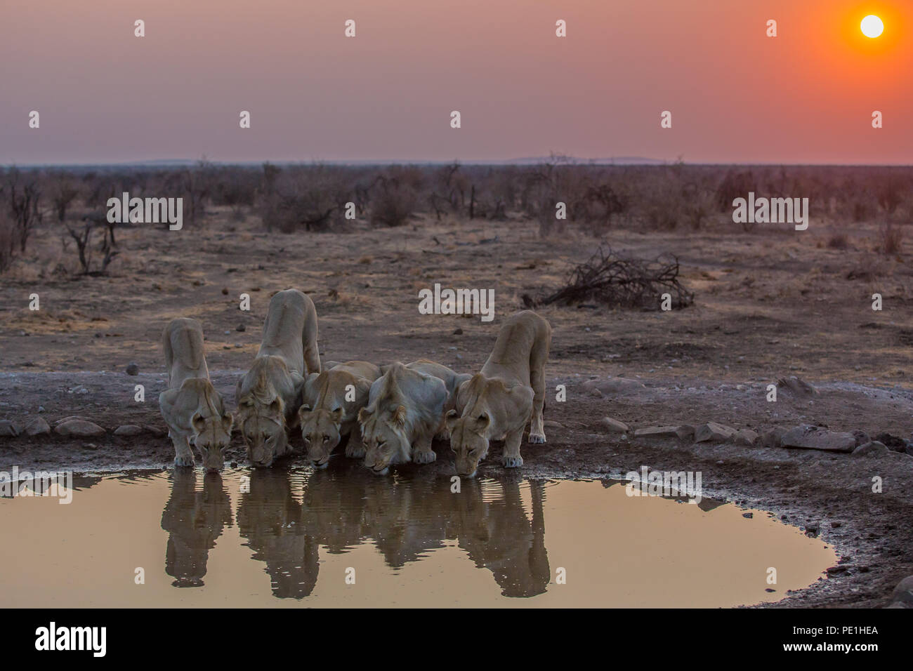 Lion sorseggiando - Madikwe, tardo autunno Foto Stock