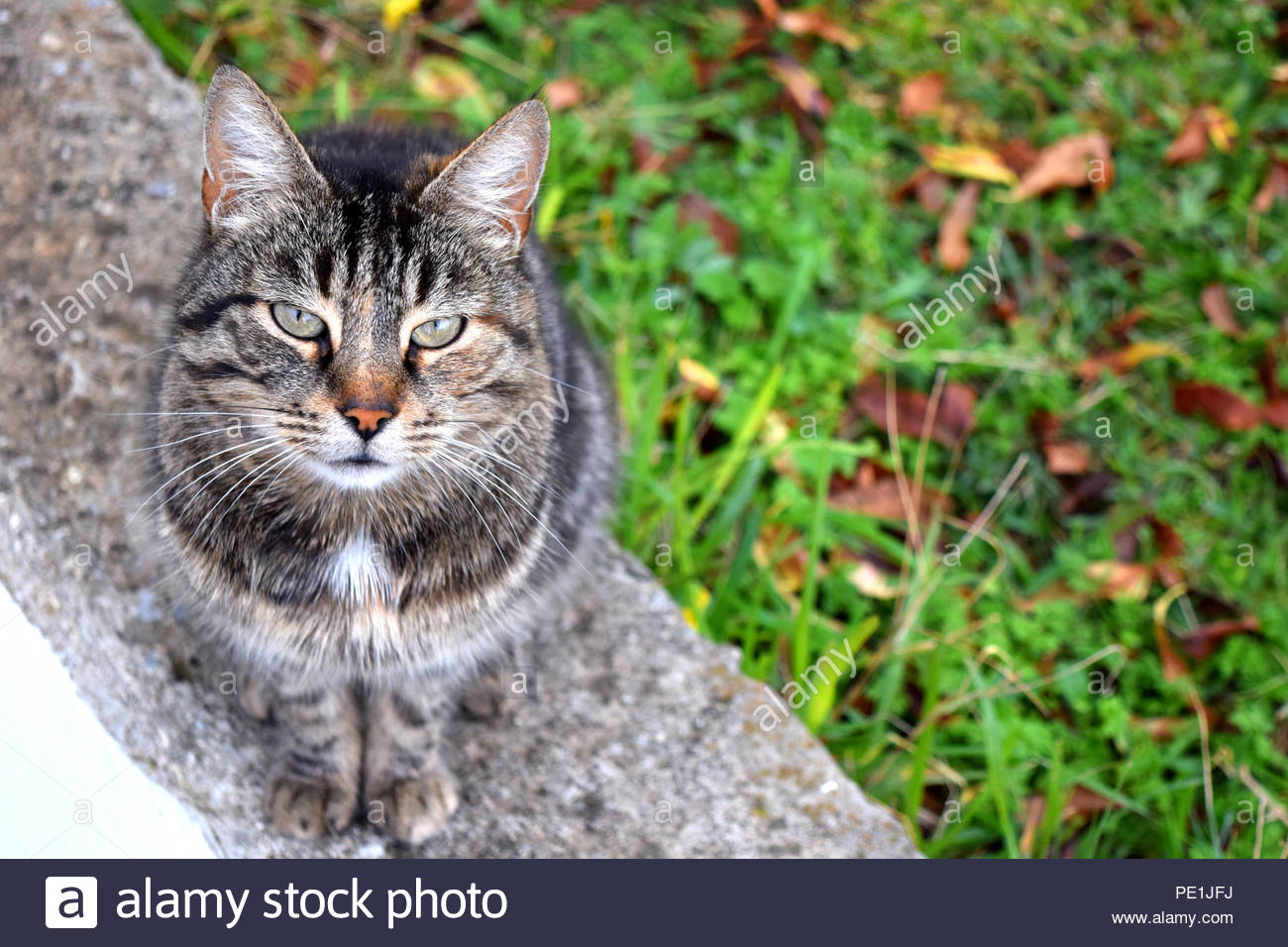 Gatto Selvatico Grigio Immagini Gatto Selvatico Grigio Fotos Stock