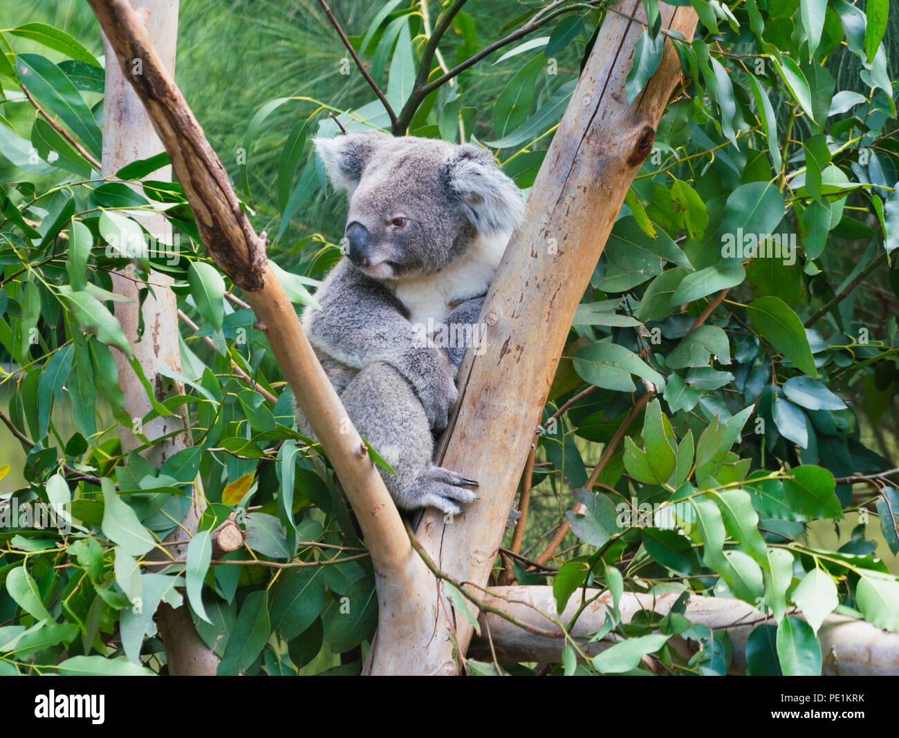 Graziosi koala Phascolarctos cinereus sul ramo di albero da Australia Foto Stock