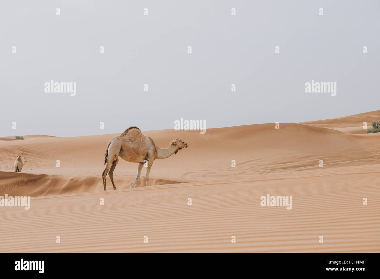 Cammelli a piedi nel deserto con Blue Sky e High Dunes intorno Foto Stock