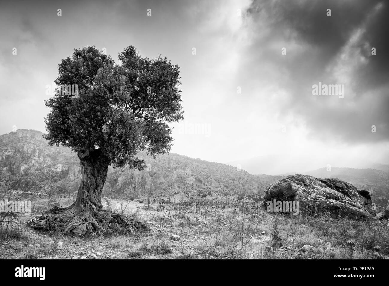 Lonely ulivo e tempestoso cielo nuvoloso. Pentadaktylos montagne nella parte settentrionale di Cipro Foto Stock