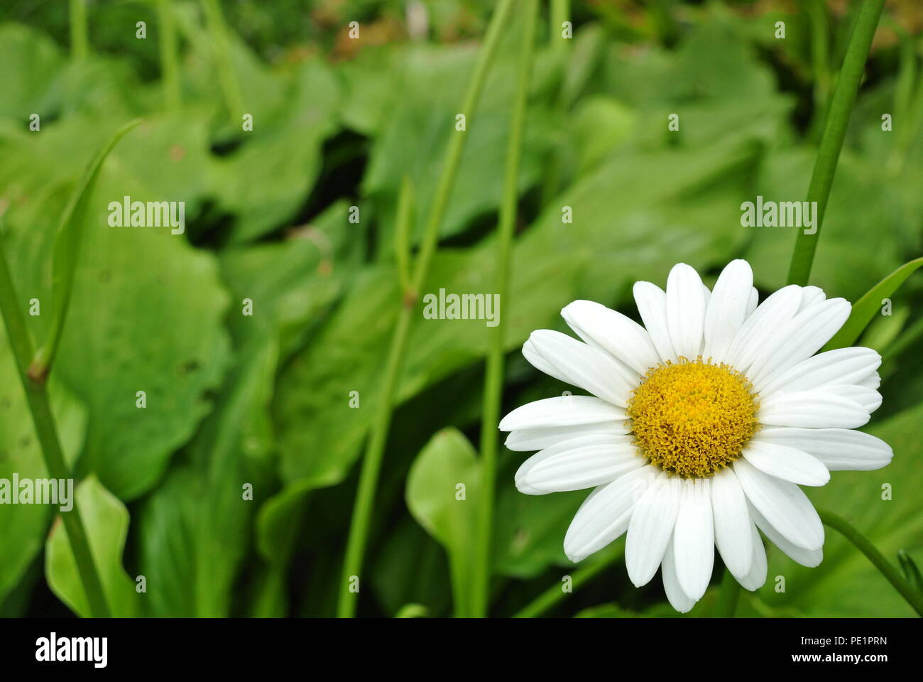 Un close-up di un selvaggio daisy nell'angolo in basso a destra e su sfondo verde. Foto Stock