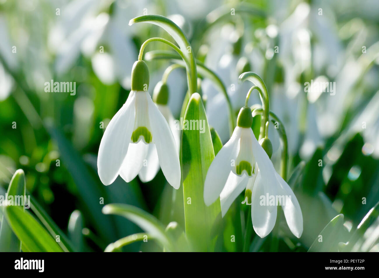 Snowdrops (Galanthus nivalis), in prossimità di un retro illuminato gruppo di fiori. Foto Stock