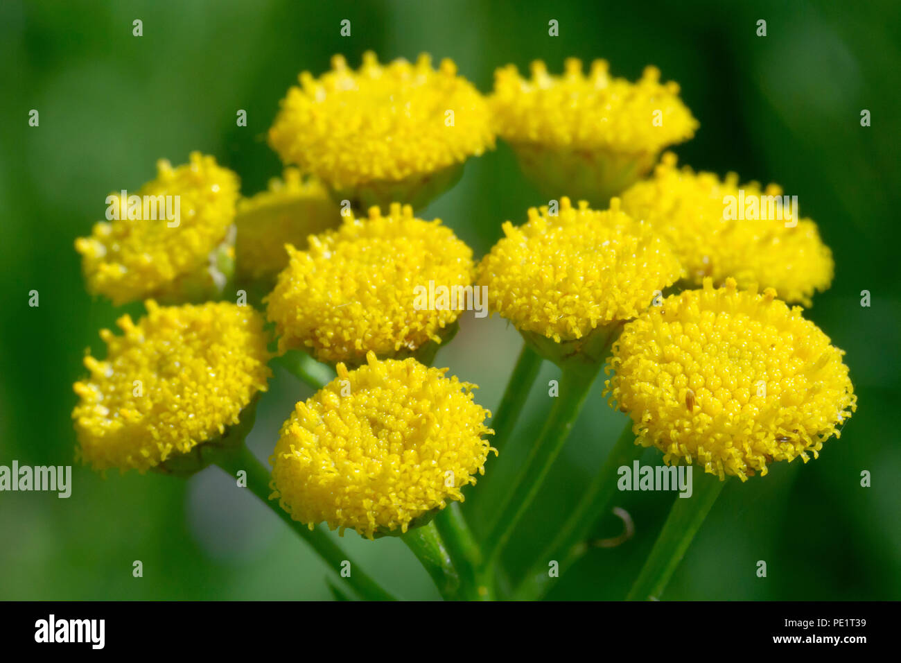 Tansy (tanacetum vulgare), fino in prossimità di un gruppo di teste di fiori. Foto Stock