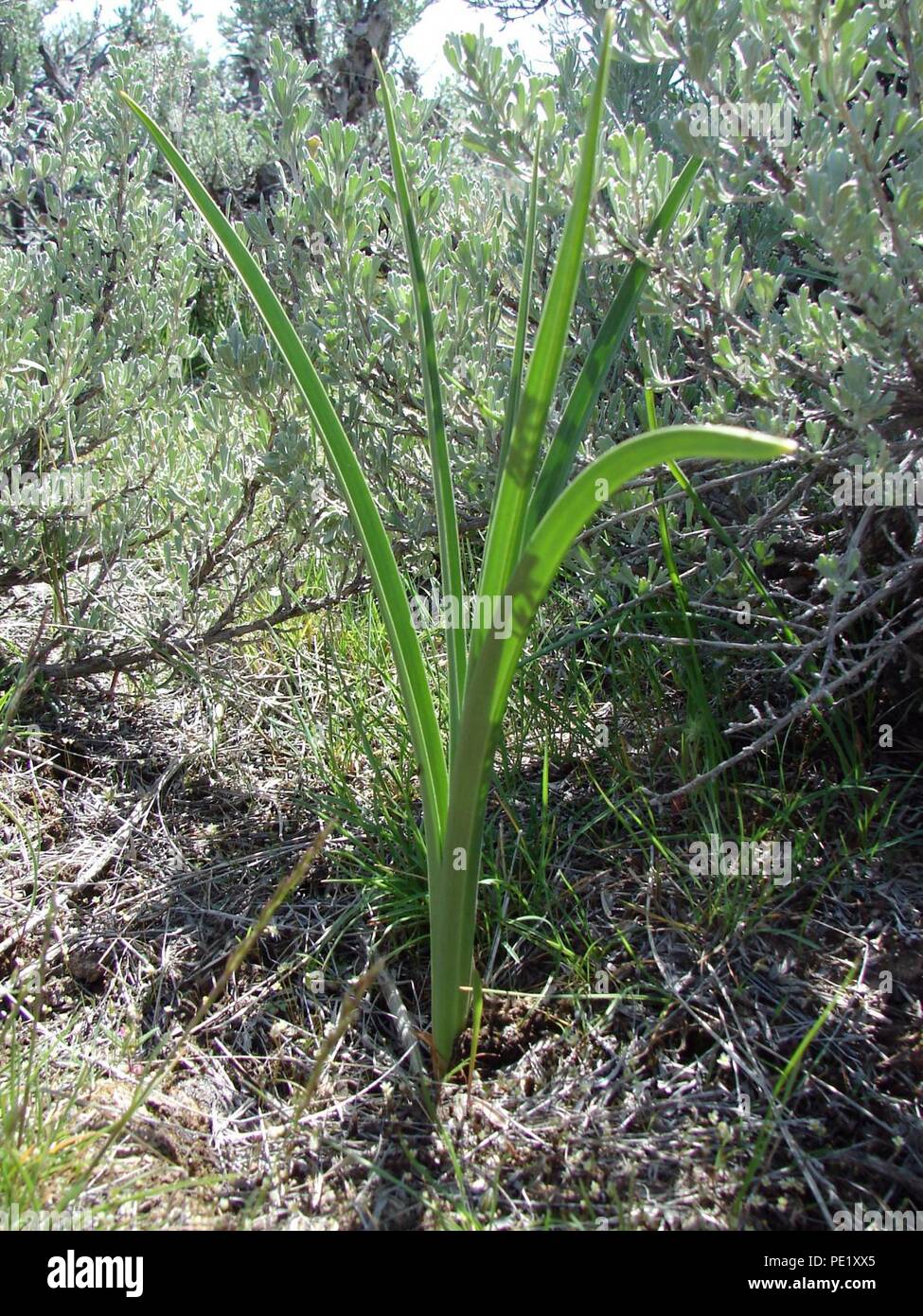 Anticlea elegans NRC-2. Foto Stock