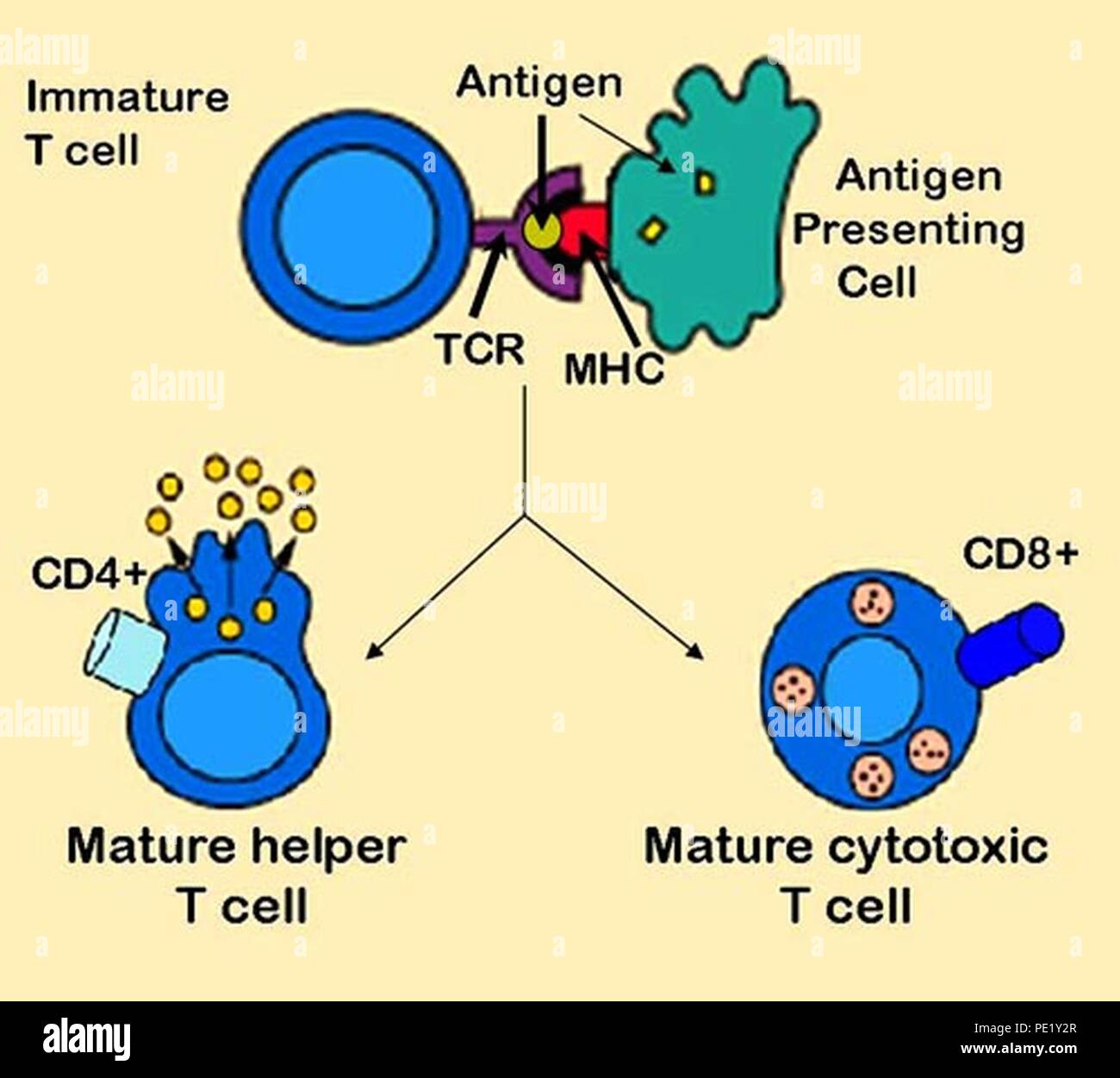 La presentazione dell'antigene. Foto Stock