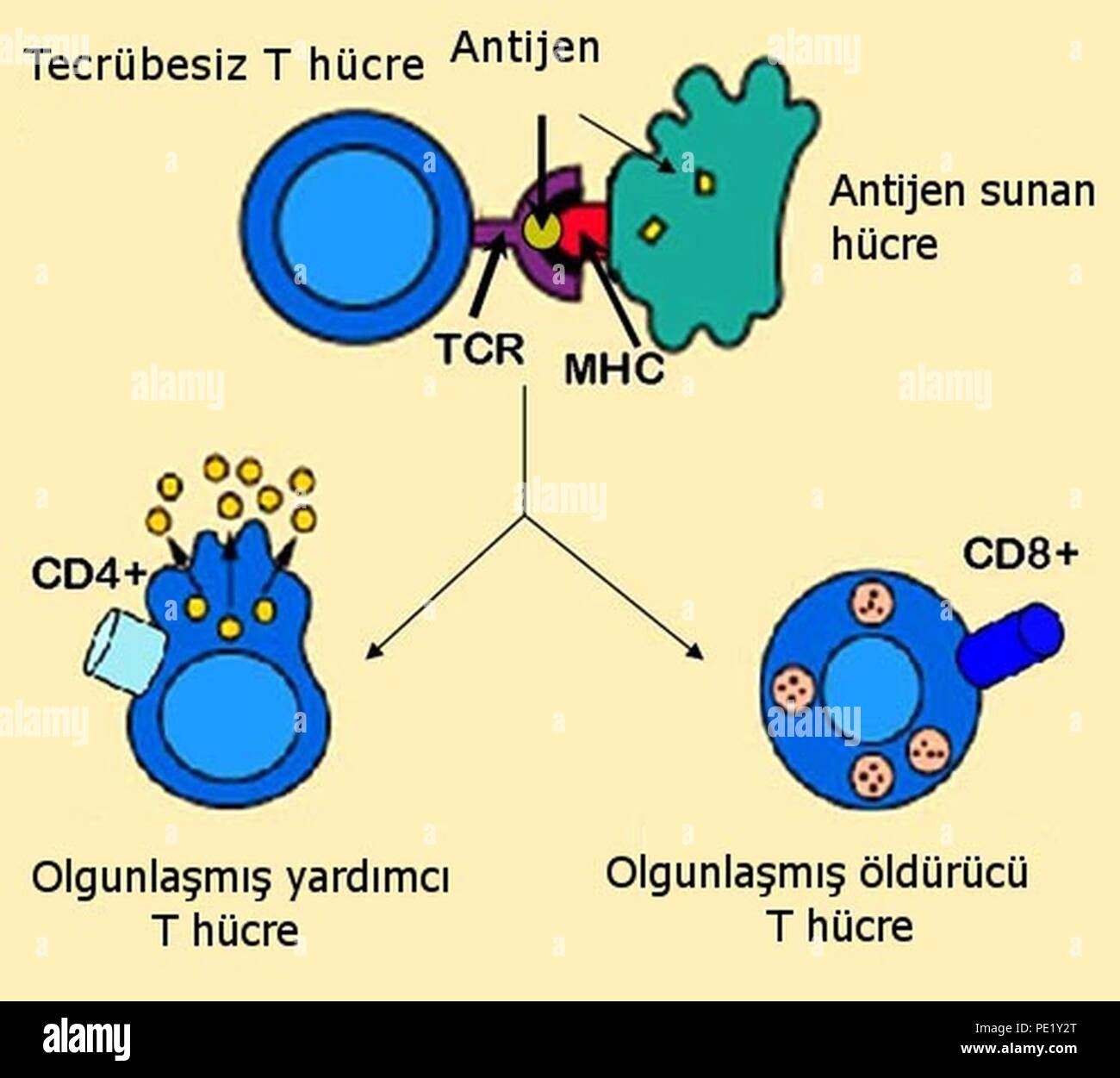 La presentazione dell'antigene-tr. Foto Stock