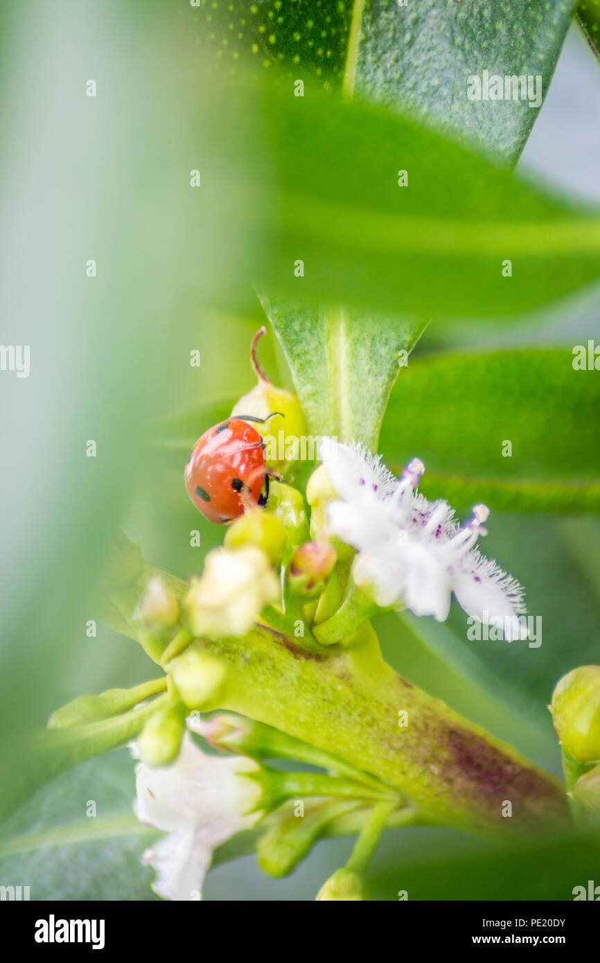 Una coccinella con un fiore e foglia Foto Stock