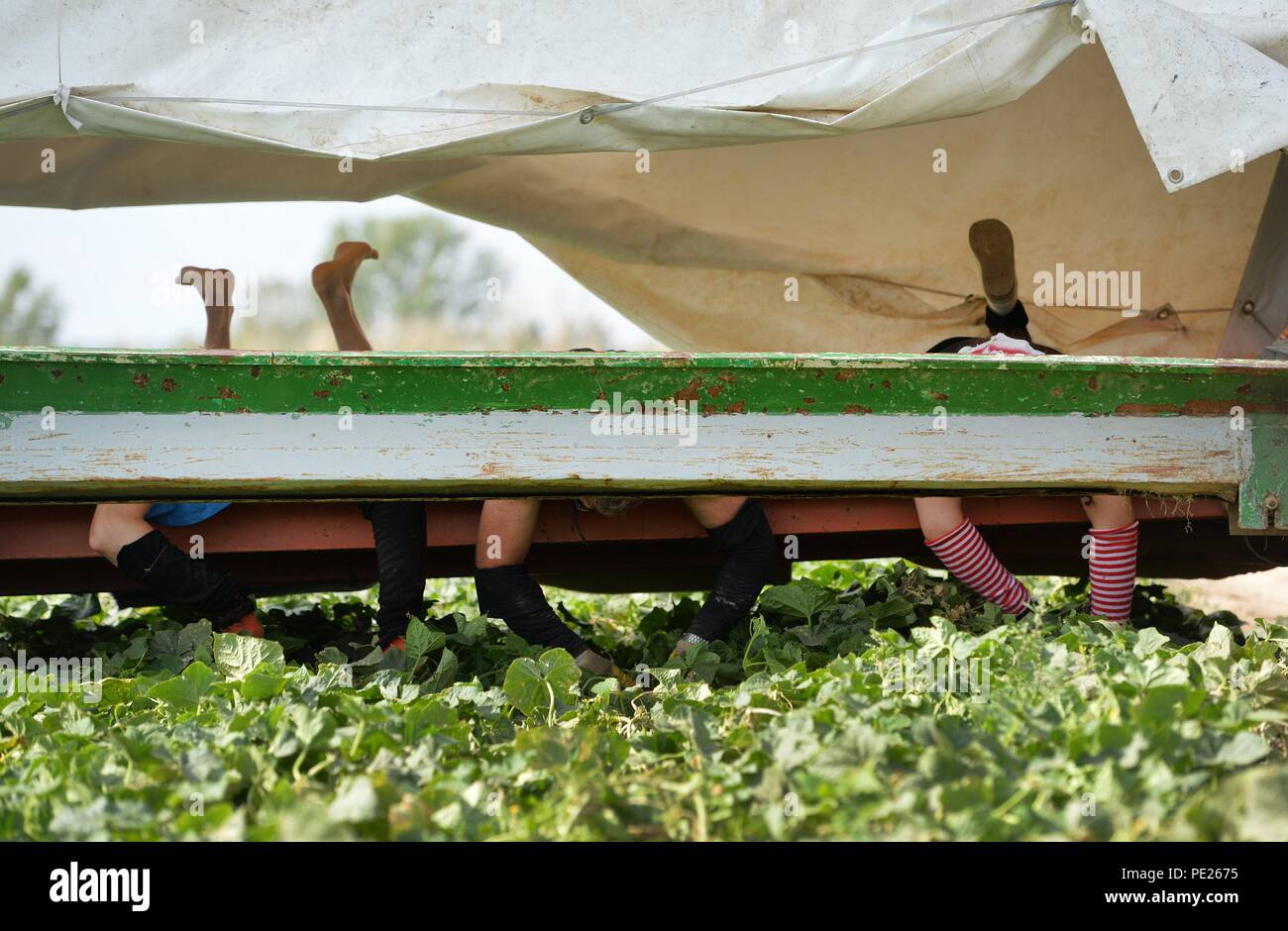 Niederdorla, Germania. 09Aug, 2018. Giacente su di loro stomaci e indietro di guida sul 'Gurkenflieger' trattore, polacco aiutanti harvest cetrioli su campi nel distretto Unstrut-Hainich. Credito: Frank Maggio/dpa/Alamy Live News Foto Stock