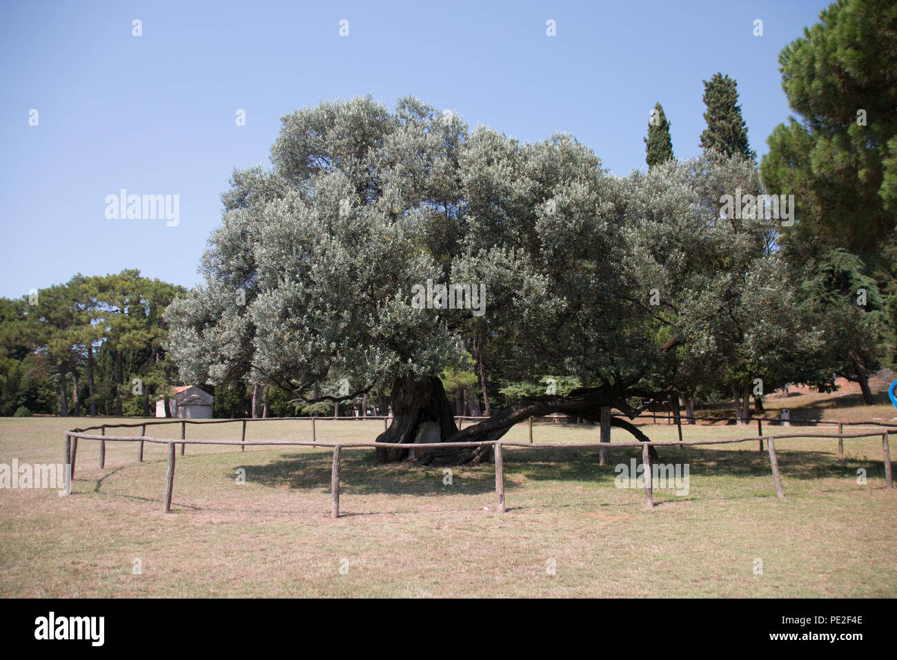 Ulivo Piu Antico Al Mondo Colonna di ulivo secolare immagini e fotografie stock ad alta